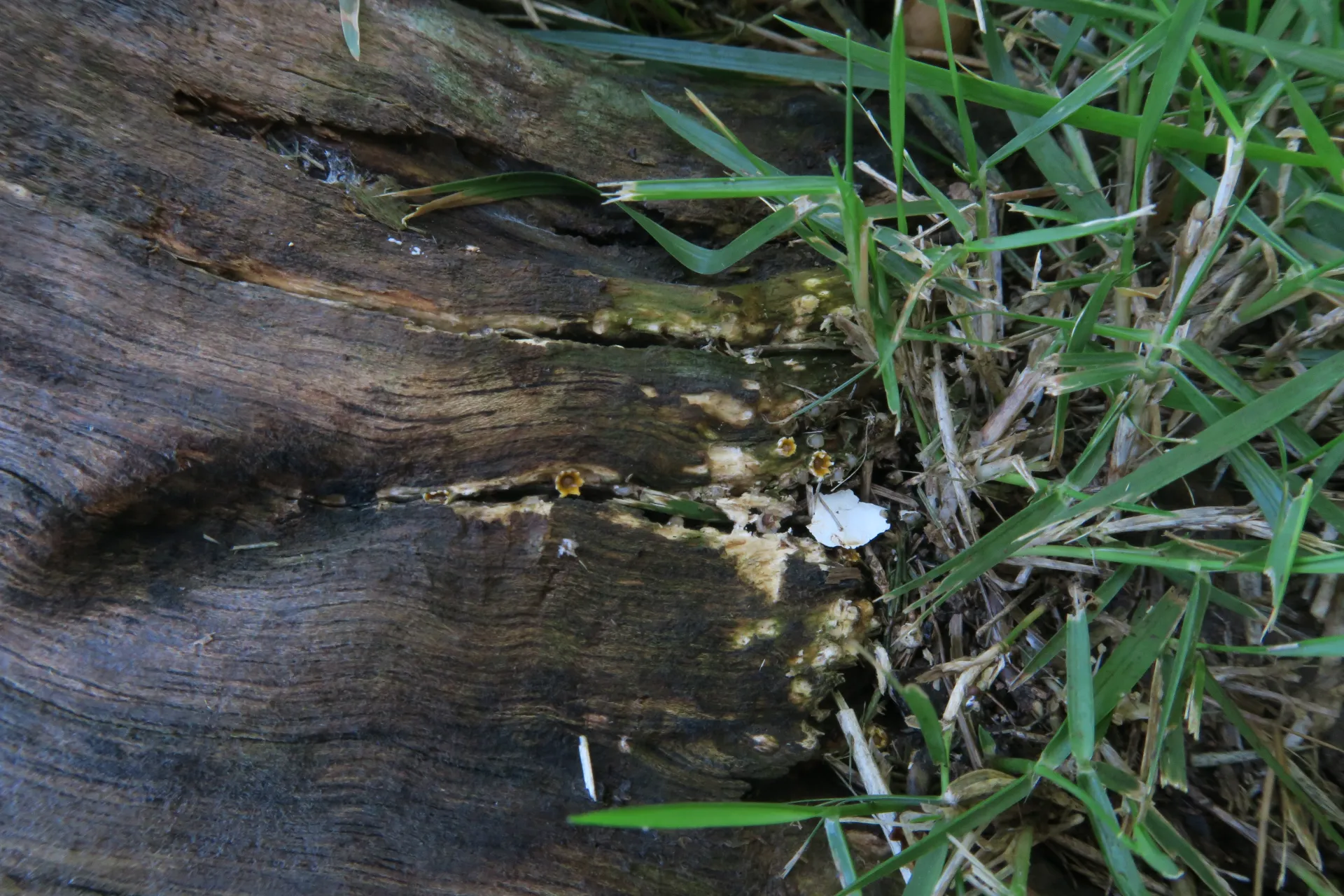 Sphaerobolus stellatus - 1 - IMG_1142